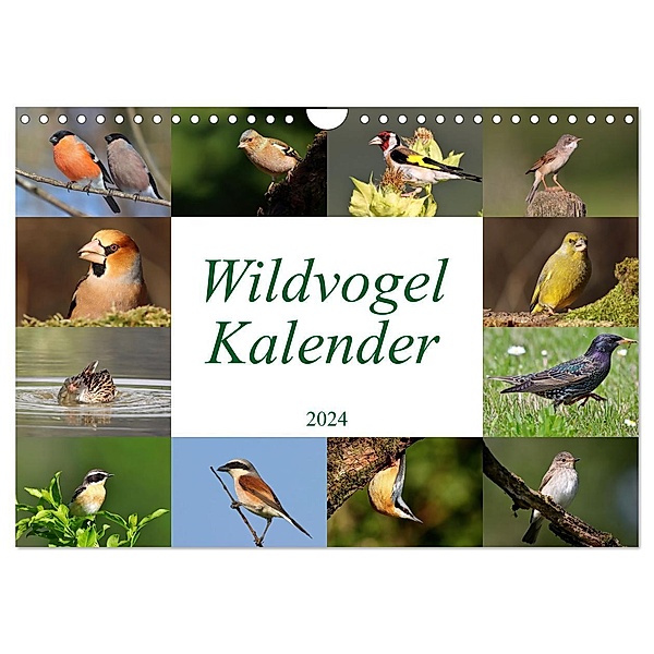 Wildvogelkalender (Wandkalender 2024 DIN A4 quer), CALVENDO Monatskalender, Leo Bucher