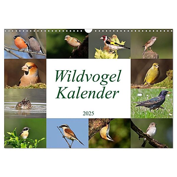 Wildvogelkalender (Wandkalender 2025 DIN A3 quer), CALVENDO Monatskalender, Calvendo, Leo Bucher