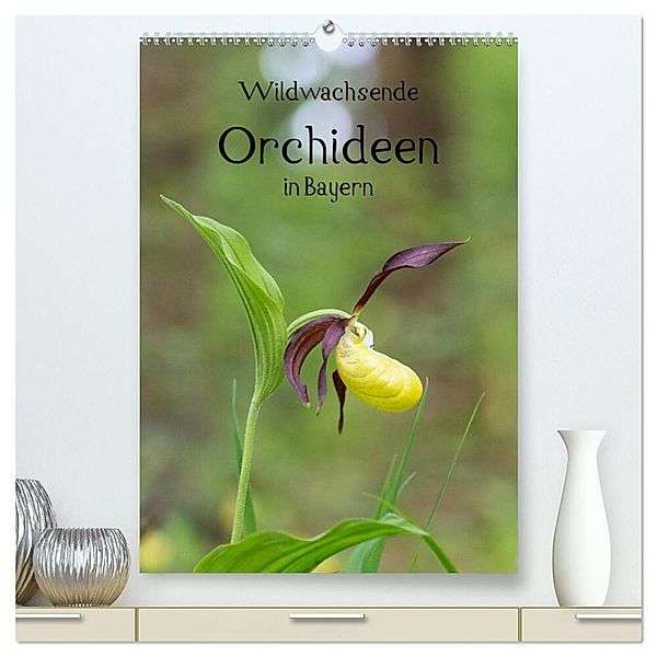 Wildwachsende Orchideen in Bayern (hochwertiger Premium Wandkalender 2025 DIN A2 hoch), Kunstdruck in Hochglanz, Calvendo, Christian Birzer
