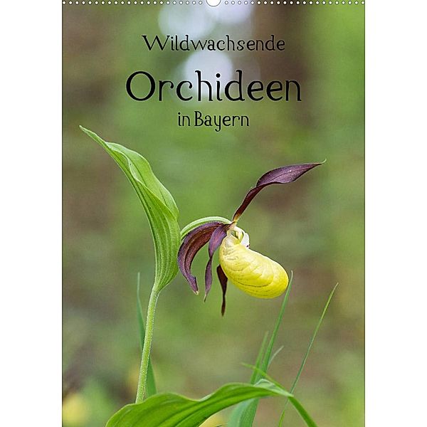 Wildwachsende Orchideen in Bayern (Wandkalender 2023 DIN A2 hoch), Christian Birzer