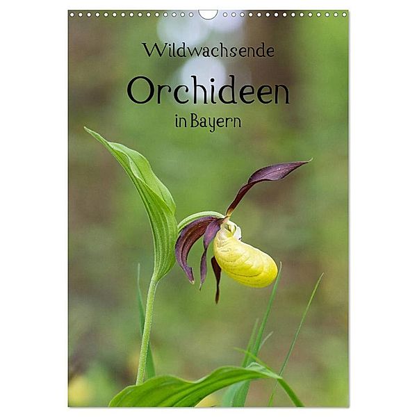 Wildwachsende Orchideen in Bayern (Wandkalender 2024 DIN A3 hoch), CALVENDO Monatskalender, Christian Birzer