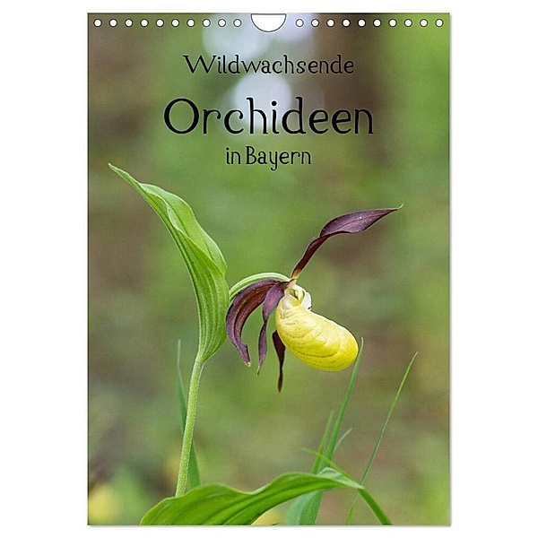 Wildwachsende Orchideen in Bayern (Wandkalender 2024 DIN A4 hoch), CALVENDO Monatskalender, Christian Birzer