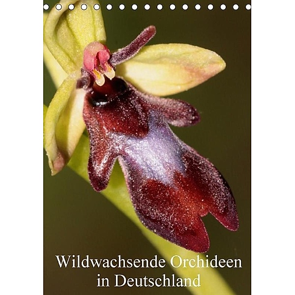 Wildwachsende Orchideen in Deutschland (Tischkalender 2017 DIN A5 hoch), Winfried Erlwein