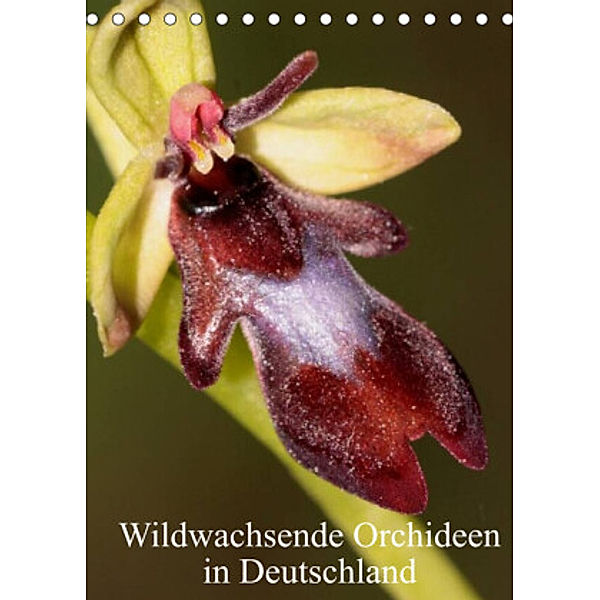 Wildwachsende Orchideen in Deutschland (Tischkalender 2022 DIN A5 hoch), Winfried Erlwein