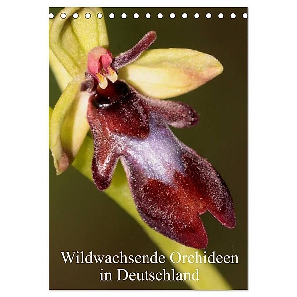 Wildwachsende Orchideen in Deutschland (Tischkalender 2024 DIN A5 hoch), CALVENDO Monatskalender, Winfried Erlwein