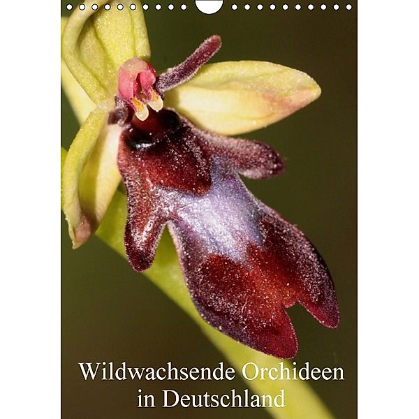Wildwachsende Orchideen in Deutschland (Wandkalender 2018 DIN A4 hoch), Winfried Erlwein