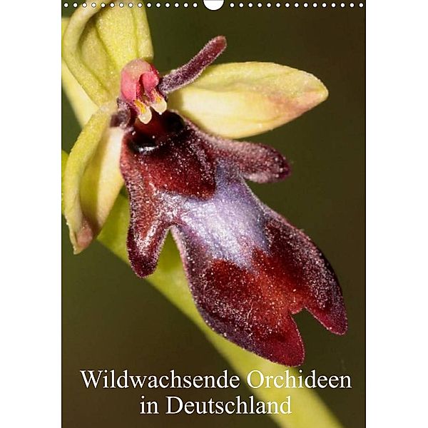 Wildwachsende Orchideen in Deutschland (Wandkalender 2023 DIN A3 hoch), Winfried Erlwein