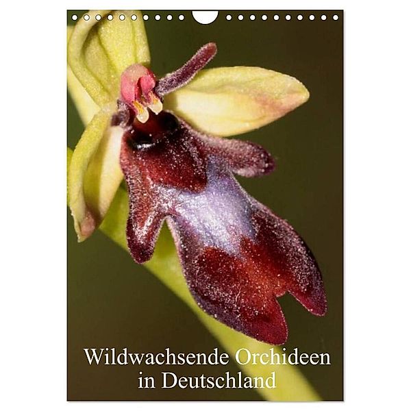 Wildwachsende Orchideen in Deutschland (Wandkalender 2024 DIN A4 hoch), CALVENDO Monatskalender, Winfried Erlwein