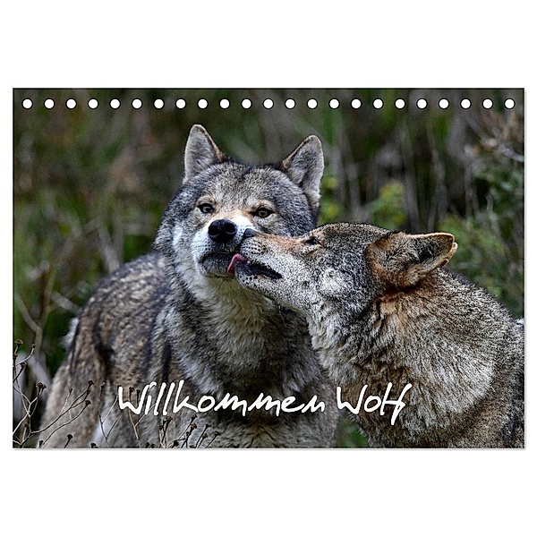 Willkommen Wolf (Tischkalender 2024 DIN A5 quer), CALVENDO Monatskalender, Benny Trapp