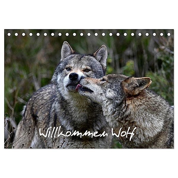 Willkommen Wolf (Tischkalender 2024 DIN A5 quer), CALVENDO Monatskalender, Benny Trapp