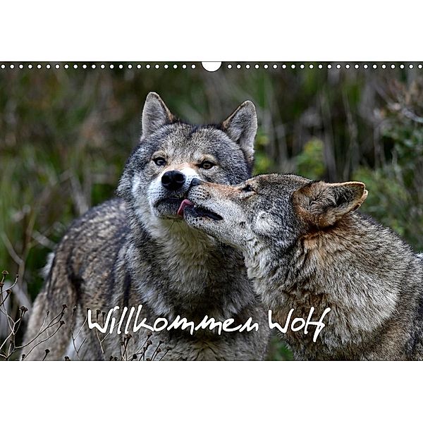 Willkommen Wolf (Wandkalender 2020 DIN A3 quer), Benny Trapp