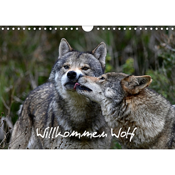 Willkommen Wolf (Wandkalender 2021 DIN A4 quer), Benny Trapp