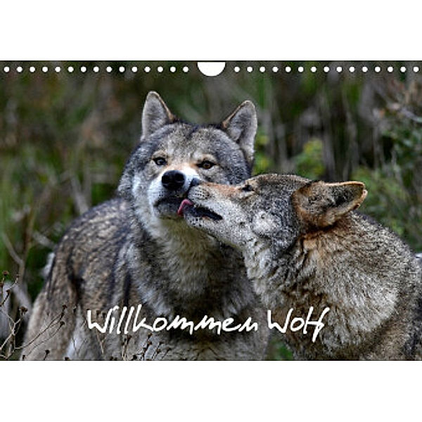 Willkommen Wolf (Wandkalender 2022 DIN A4 quer), Benny Trapp