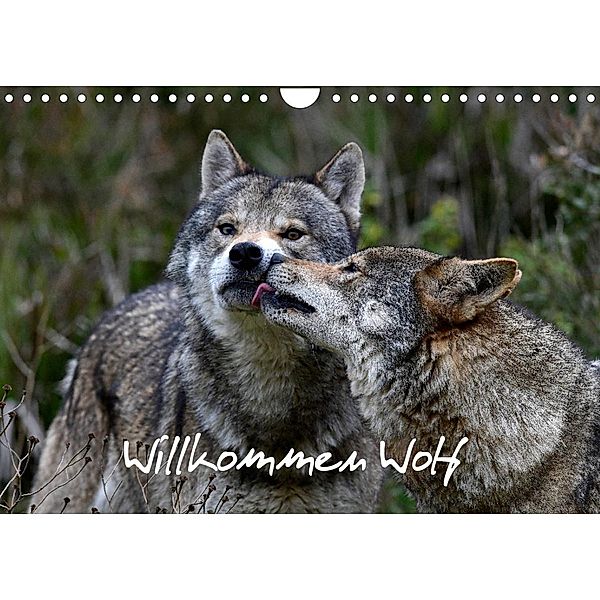 Willkommen Wolf (Wandkalender 2023 DIN A4 quer), Benny Trapp
