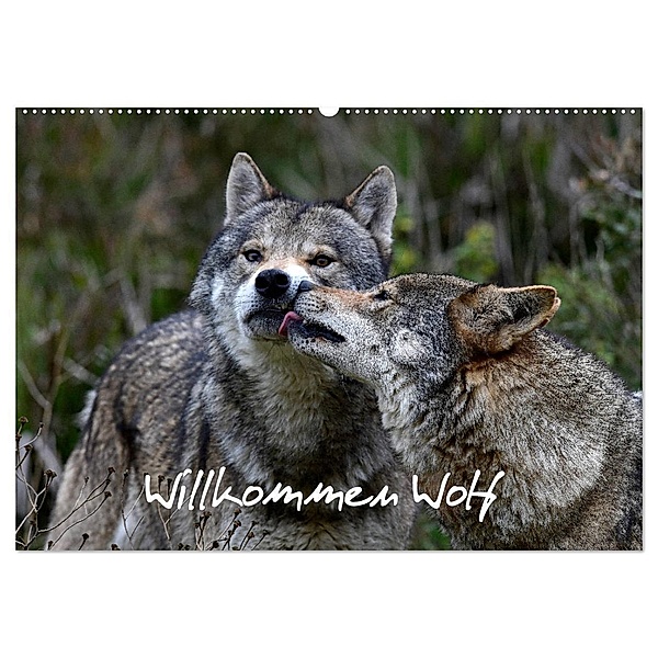 Willkommen Wolf (Wandkalender 2024 DIN A2 quer), CALVENDO Monatskalender, Benny Trapp