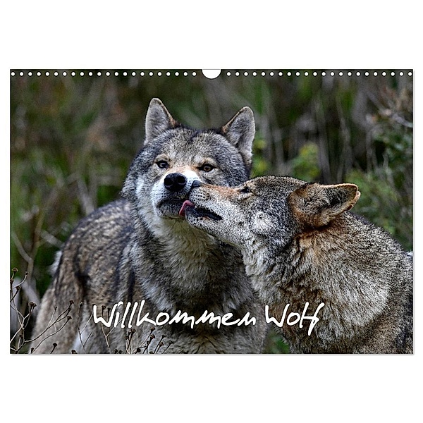 Willkommen Wolf (Wandkalender 2024 DIN A3 quer), CALVENDO Monatskalender, Benny Trapp