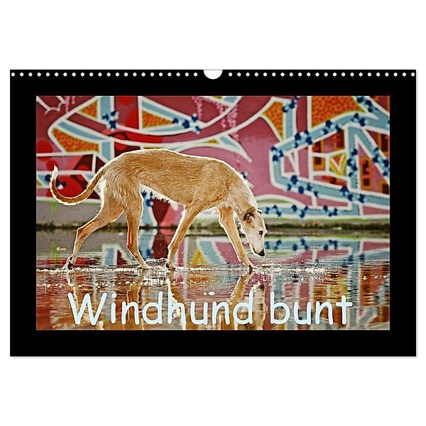 Windhund bunt (Wandkalender 2024 DIN A3 quer), CALVENDO Monatskalender, Kathrin Köntopp