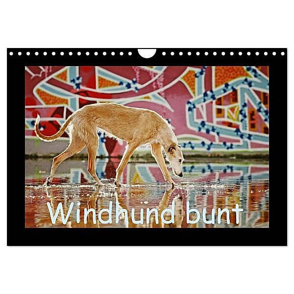 Windhund bunt (Wandkalender 2024 DIN A4 quer), CALVENDO Monatskalender, Kathrin Köntopp