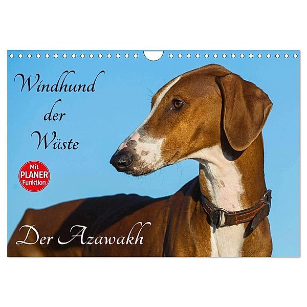 Windhund der Wüste - Der Azawakh (Wandkalender 2024 DIN A4 quer), CALVENDO Monatskalender, Sigrid Starick