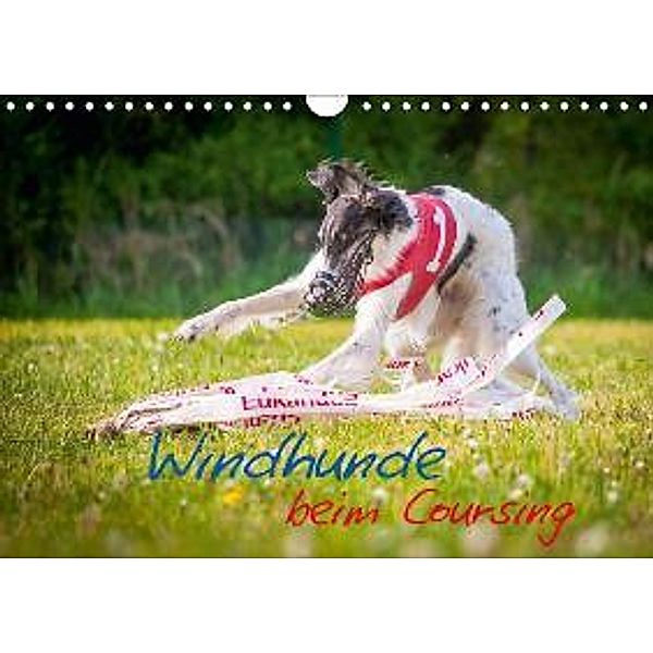 Windhunde beim Coursing (Wandkalender 2016 DIN A4 quer), Armin Hauke