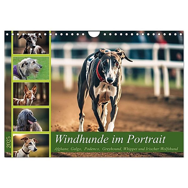 Windhunde im Portrait (Wandkalender 2025 DIN A4 quer), CALVENDO Monatskalender, Calvendo, Claudia Kleemann