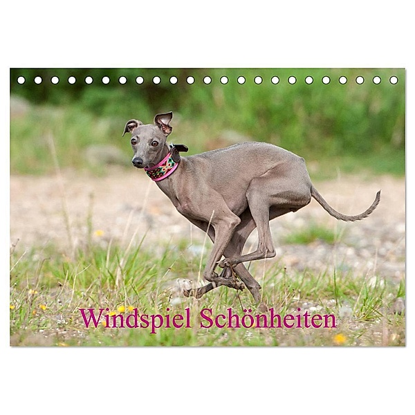 Windspiel Schönheiten (Tischkalender 2025 DIN A5 quer), CALVENDO Monatskalender, Calvendo, Angelika Joswig