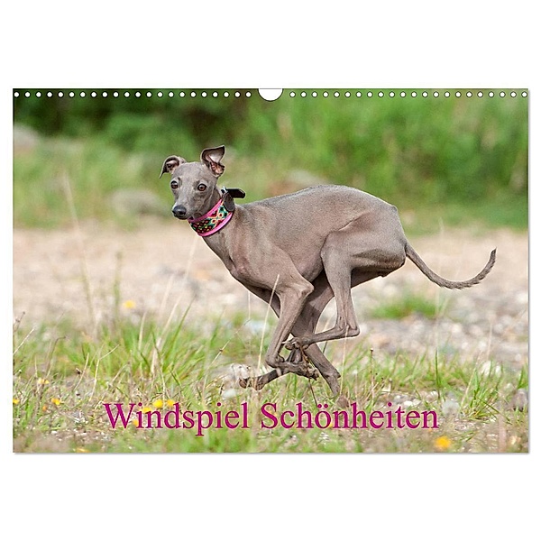 Windspiel Schönheiten (Wandkalender 2024 DIN A3 quer), CALVENDO Monatskalender, Angelika Joswig