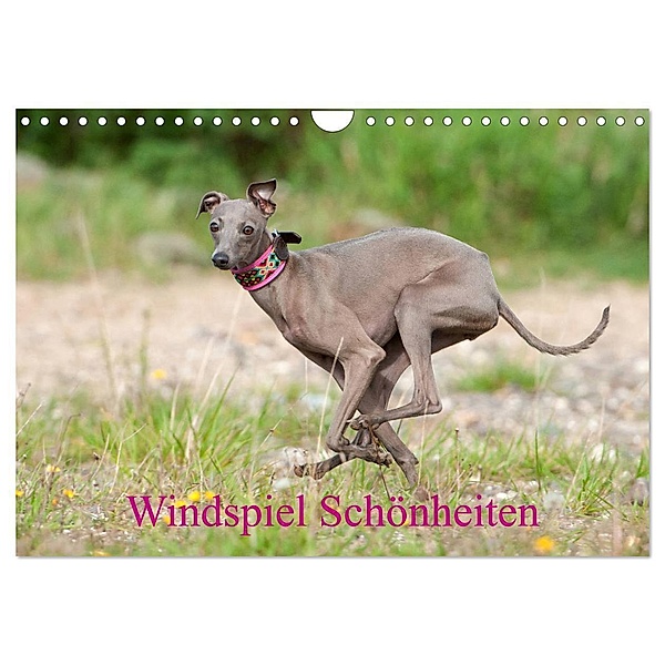 Windspiel Schönheiten (Wandkalender 2024 DIN A4 quer), CALVENDO Monatskalender, Angelika Joswig