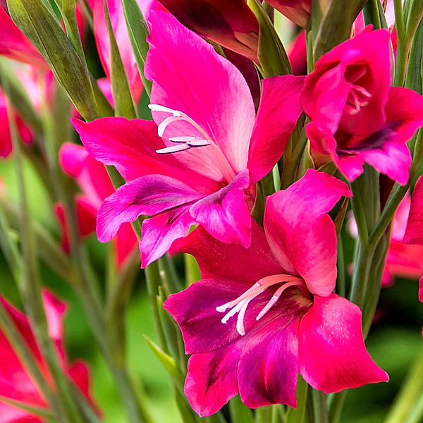 Winterharte Zwerg-Gladiole Vulcano