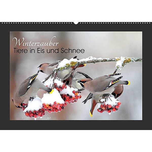 Winterzauber - Tiere in Eis und Schnee (Wandkalender 2023 DIN A2 quer), Günter Bachmeier
