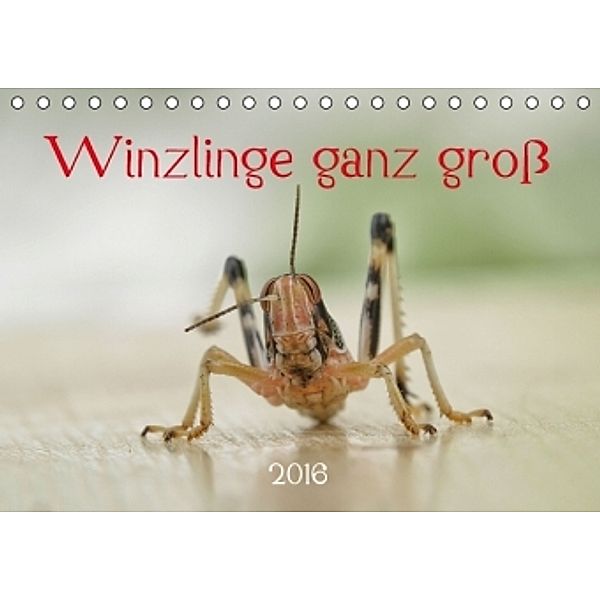 Winzlinge ganz groß - Käfer, Biene & Co. (Tischkalender 2016 DIN A5 quer), Hernegger Arnold