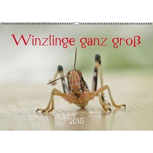 Winzlinge ganz groß Käfer, Biene & Co. (Wandkalender 2015 DIN A2 quer), Hernegger Arnold