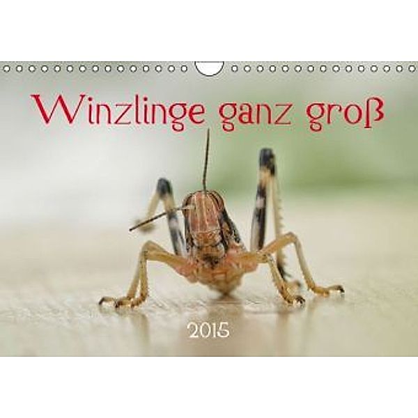 Winzlinge ganz groß Käfer, Biene & Co. (Wandkalender 2015 DIN A4 quer), Hernegger Arnold