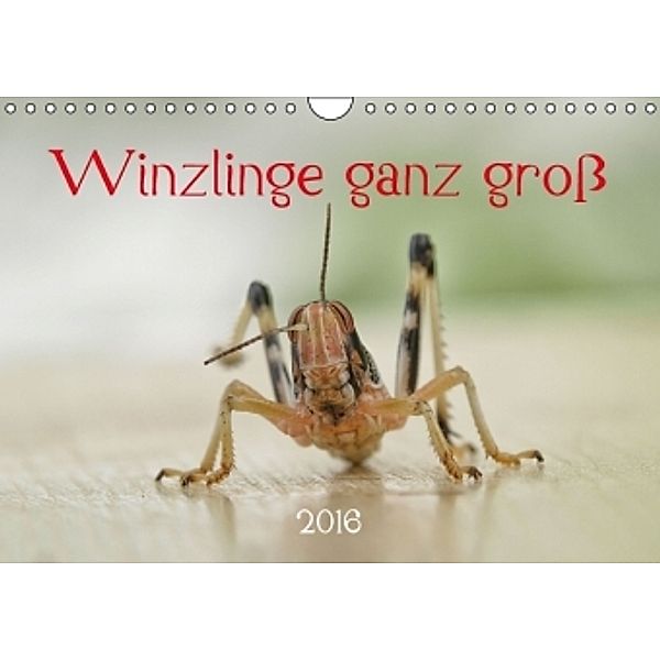 Winzlinge ganz groß - Käfer, Biene & Co. (Wandkalender 2016 DIN A4 quer), Hernegger Arnold