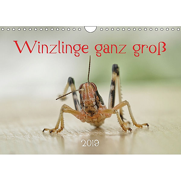 Winzlinge ganz groß - Käfer, Biene & Co. (Wandkalender 2019 DIN A4 quer), Hernegger Arnold