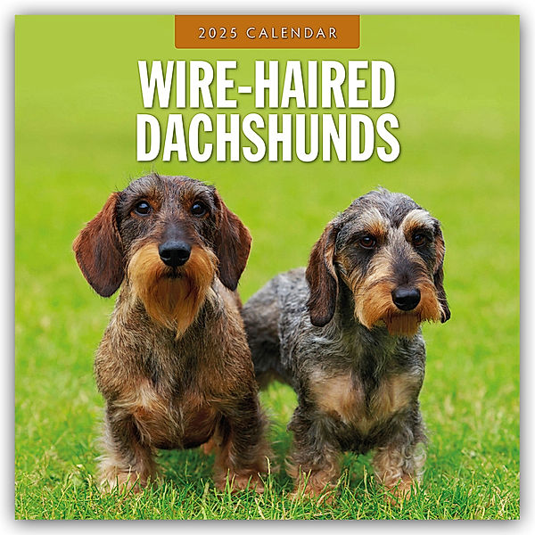 Wire-Haired Dachshunds - Rauhaardackel 2025 - 16-Monatskalender, Red Robin Publishing Ltd