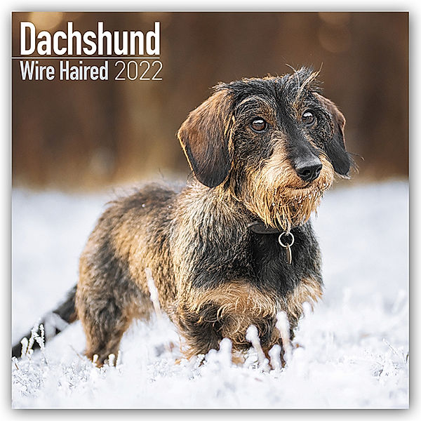 Wirehaired Dachshund - Rauhhaardackel 2022 - 16-Monatskalender, Avonside Publishing Ltd