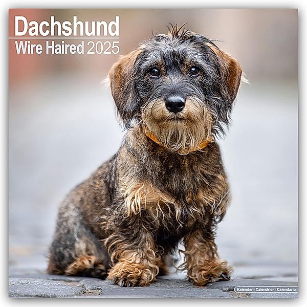 Wirehaired Dachshund - Rauhhaardackel 2025 - 16-Monatskalender, Avonside Publishing Ltd