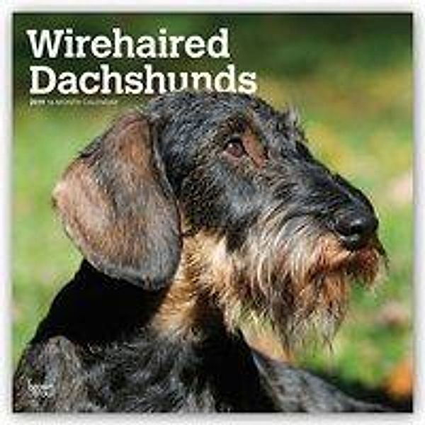 Wirehaired Dachshunds - Rauhhaardackel 2019 - 18-Monatskalen