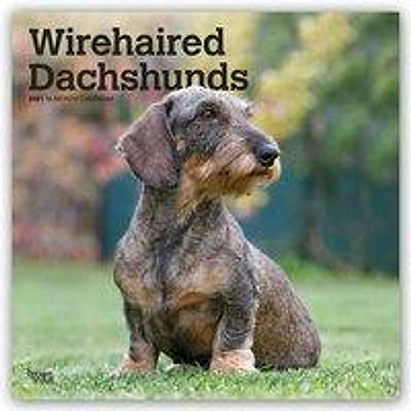 Wirehaired Dachshunds - Rauhhaardackel 2021 - 16-Monatskalender mit freier DogDays-App, BrownTrout Publisher