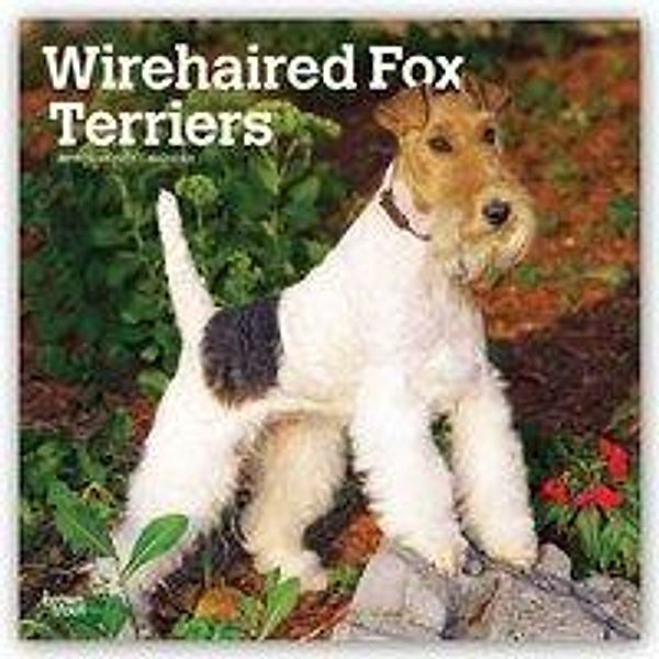 Wirehaired Fox Terriers 2019 Square Wall Calendar