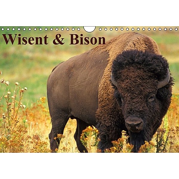 Wisent & Bison (Wandkalender immerwährend DIN A4 quer), Elisabeth Stanzer