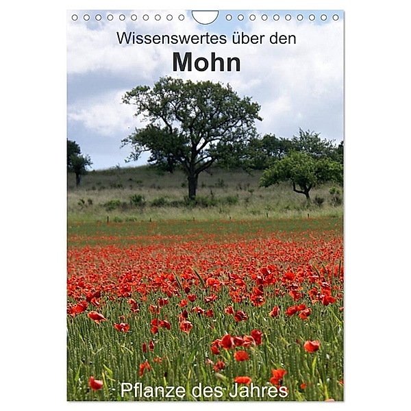 Wissenswertes über den Mohn - Pflanze des Jahres (Wandkalender 2024 DIN A4 hoch), CALVENDO Monatskalender, Georg Schmitt