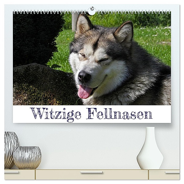 Witzige Fellnasen (hochwertiger Premium Wandkalender 2025 DIN A2 quer), Kunstdruck in Hochglanz, Calvendo, Silvia Drafz