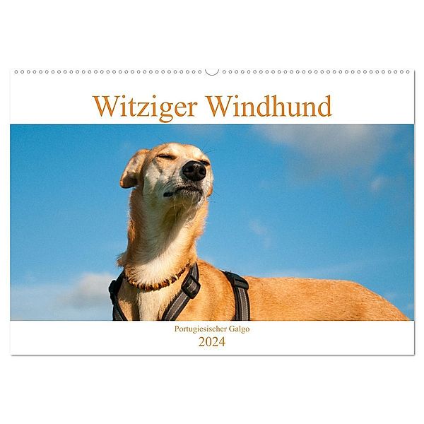 Witziger Windhund - Portugiesischer Galgo (Wandkalender 2024 DIN A2 quer), CALVENDO Monatskalender, Meike Bölts