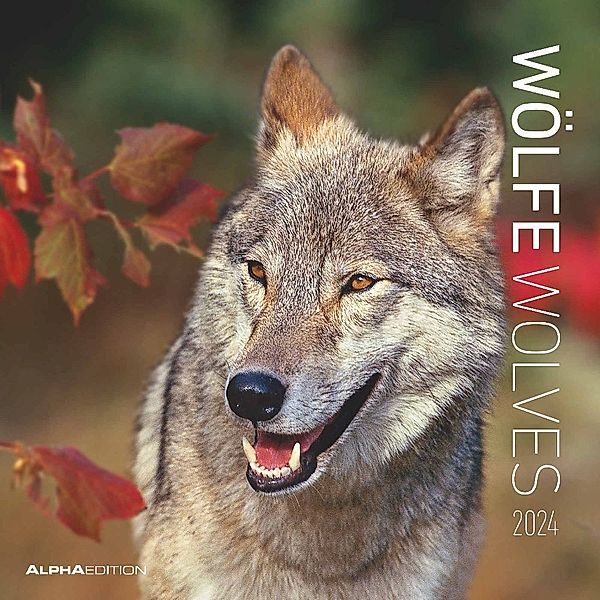 Wölfe 2024 - Broschürenkalender 30x30 cm (30x60 geöffnet) - Kalender mit Platz für Notizen - Wolves - Bildkalender - Wandplaner - Alpha Edition