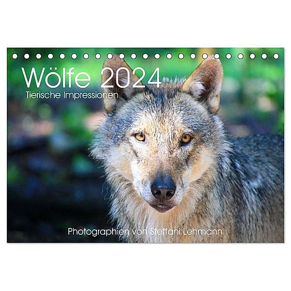 Wölfe 2024. Tierische Impressionen (Tischkalender 2024 DIN A5 quer), CALVENDO Monatskalender, Steffani Lehmann