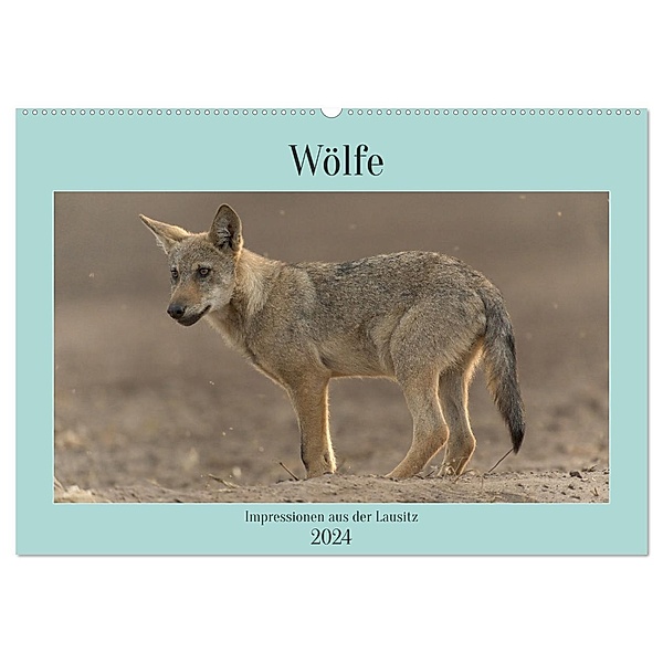 Wölfe, Impressionen aus der Lausitz (Wandkalender 2024 DIN A2 quer), CALVENDO Monatskalender, Steffen Heiber