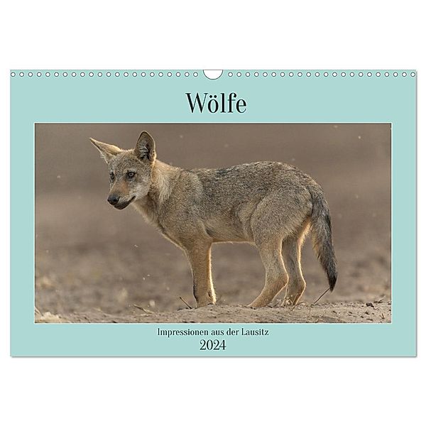 Wölfe, Impressionen aus der Lausitz (Wandkalender 2024 DIN A3 quer), CALVENDO Monatskalender, Steffen Heiber