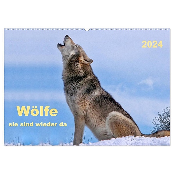 Wölfe - sie sind wieder da (Wandkalender 2024 DIN A2 quer), CALVENDO Monatskalender, Peter Roder